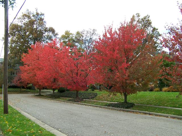 Picture of Acer rubrum 'Franksred' Red Sunset Red Sunset Red Maple