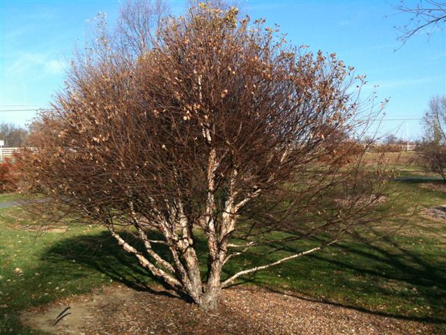 Picture of Betula nigra 'Little King' Fox Valley River Birch