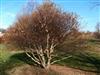 Photo of Genus=Betula&Species=nigra&Common=Fox Valley River Birch&Cultivar='Little King'