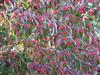 Photo of Genus=Cornus&Species=florida&Common=Spring Grove Flowering Dogwood&Cultivar='Grovflor' Spring Grove