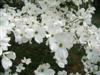 Photo of Genus=Cornus&Species=florida&Common=Spring Grove Flowering Dogwood&Cultivar='Grovflor' Spring Grove