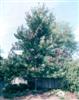 Photo of Genus=Acer&Species=x freemanii&Common=Celebration Maple&Cultivar='Celzam' Celebration