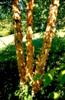 Photo of Genus=Betula&Species=nigra&Common=Dura Heat River Birch&Cultivar='BNMTF' Dura-Heat