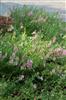Photo of Genus=Angelonia&Species=angustifolia&Common=&Cultivar=Serena Lavender Pink