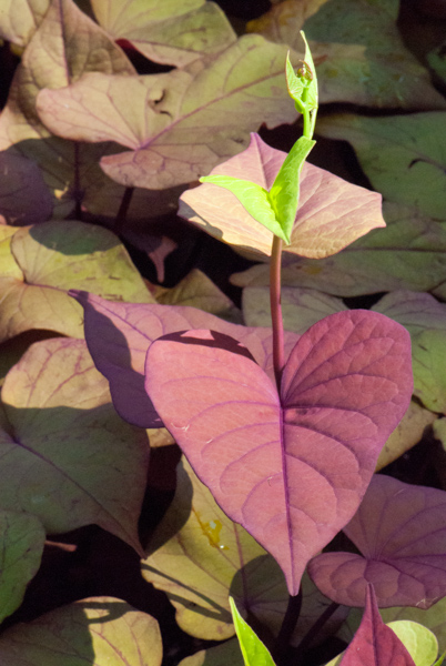 Picture of Ipomoea batatas 'Sweet Caroline Sweetheart Red'