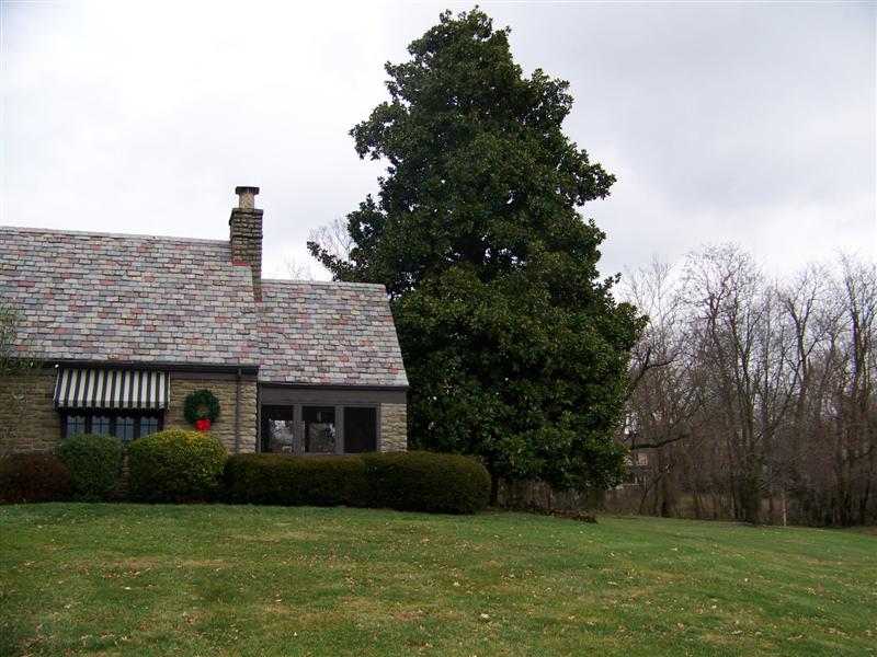 Picture of Magnolia grandiflora  Southern Magnolia