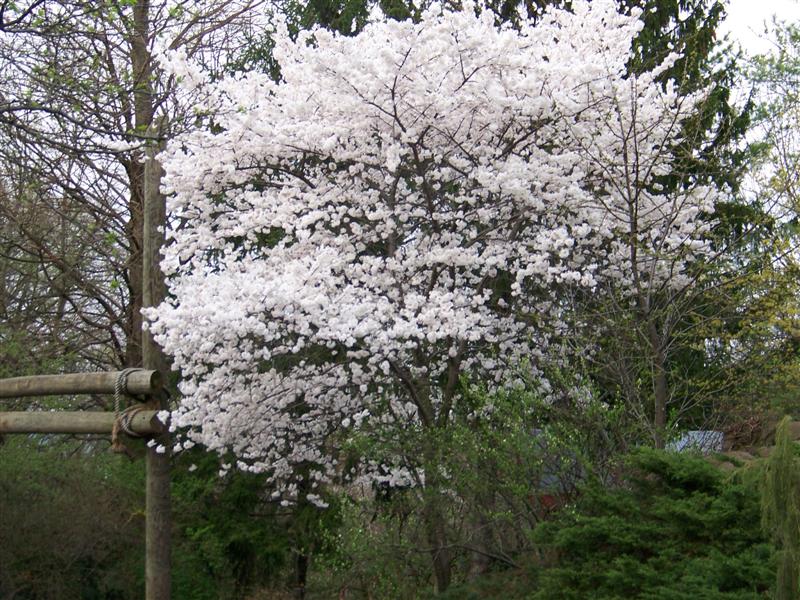 Picture of Prunus x yedoensis 'Akebono' Akebono Cherry