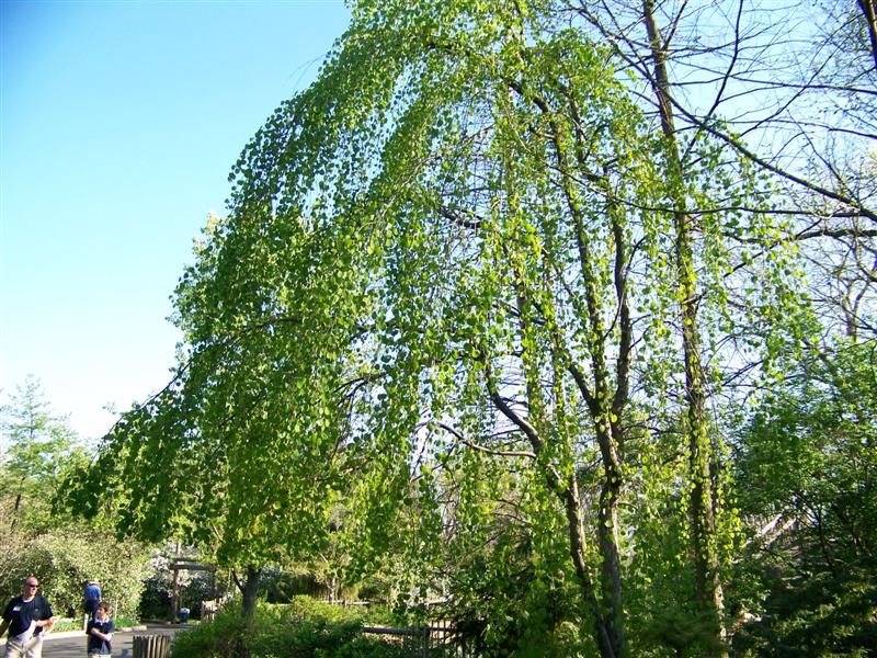 Picture of Cercidiphyllum japonicum 'Morioka Weeping' Weeping Katsura Tree