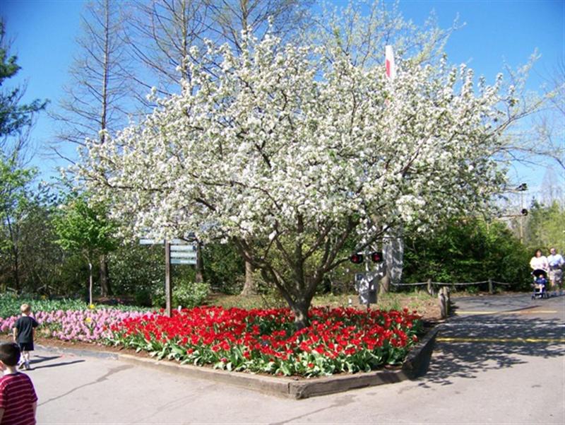 Picture of Malus sp. 'Donald Wyman' Donald Wyman Crabapple