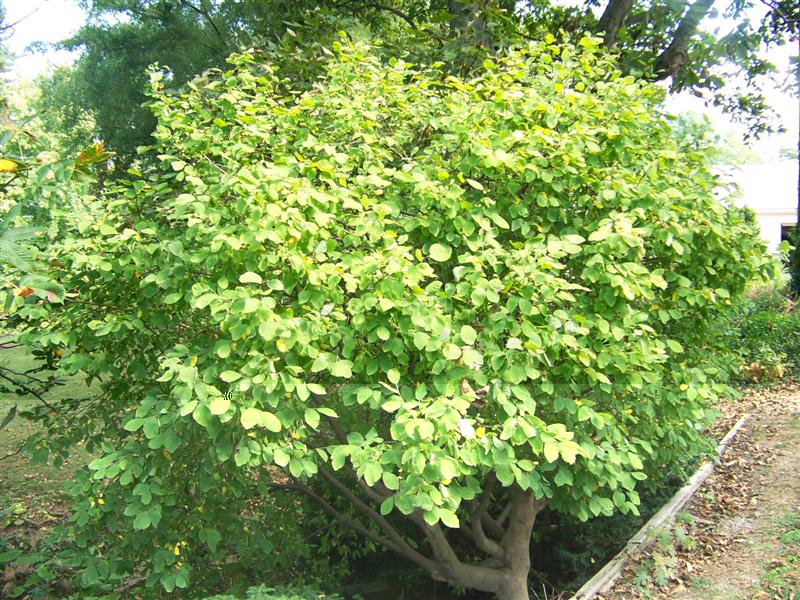 Picture of Dirca%20palustris%20%20Leatherwood