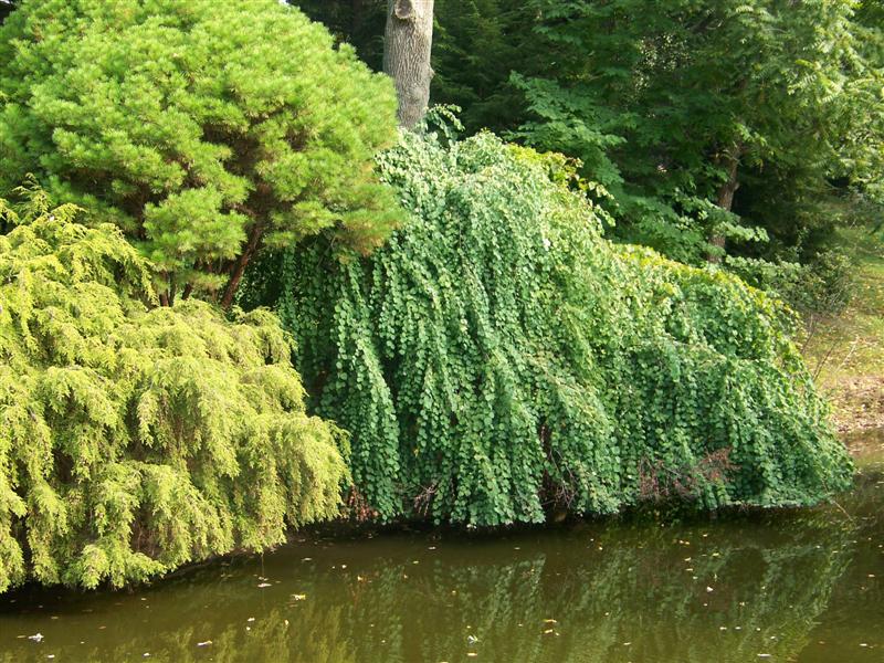 Picture of Cercidiphyllum japonicum 'Amazing Grace' Amazing Grace Weeping Katsura