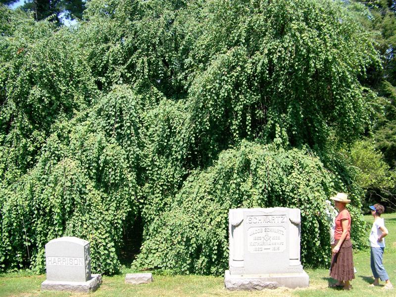 Picture of Cercidiphyllum japonicum 'Amazing Grace' Amazing Grace Weeping Katsura