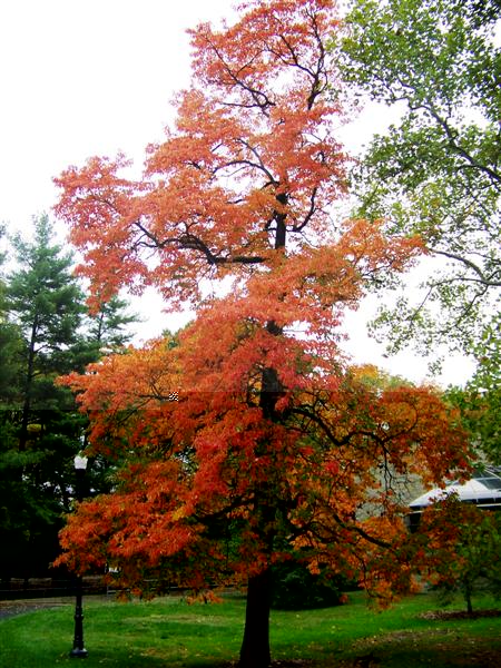 Picture of Sassafras albidum  Common Sassafras