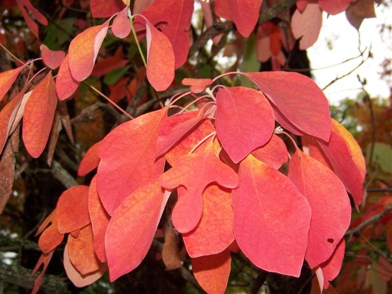 Picture of Sassafras albidum  Common Sassafras