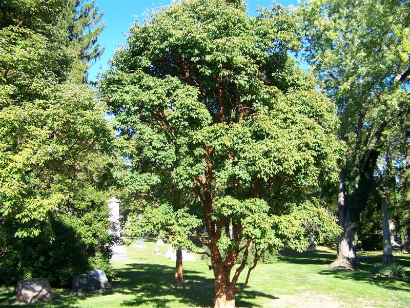 Picture of Acer griseum  Paperbark Maple