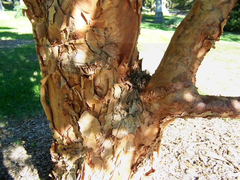 Picture of Acer griseum  Paperbark Maple