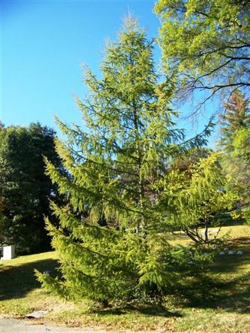 Picture of Larix decidua  European Larch