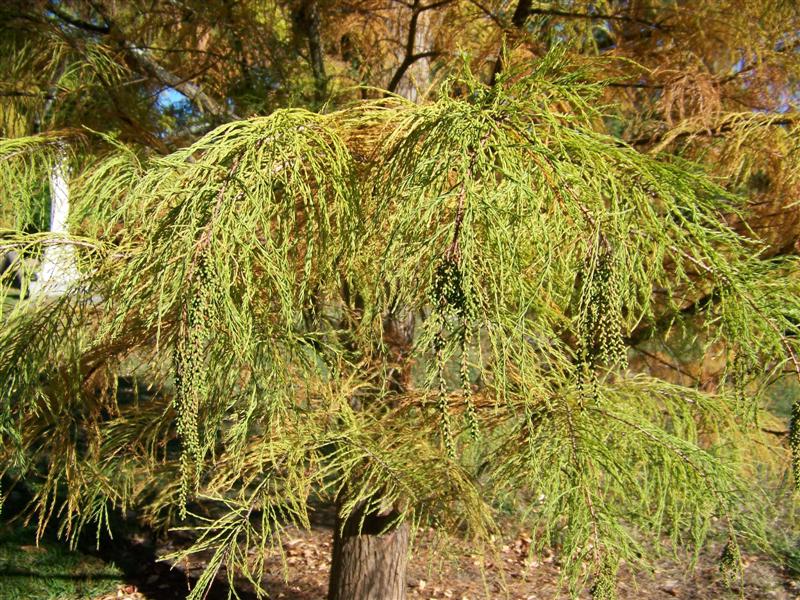 Picture of Taxodium ascendens  Pond Cypress