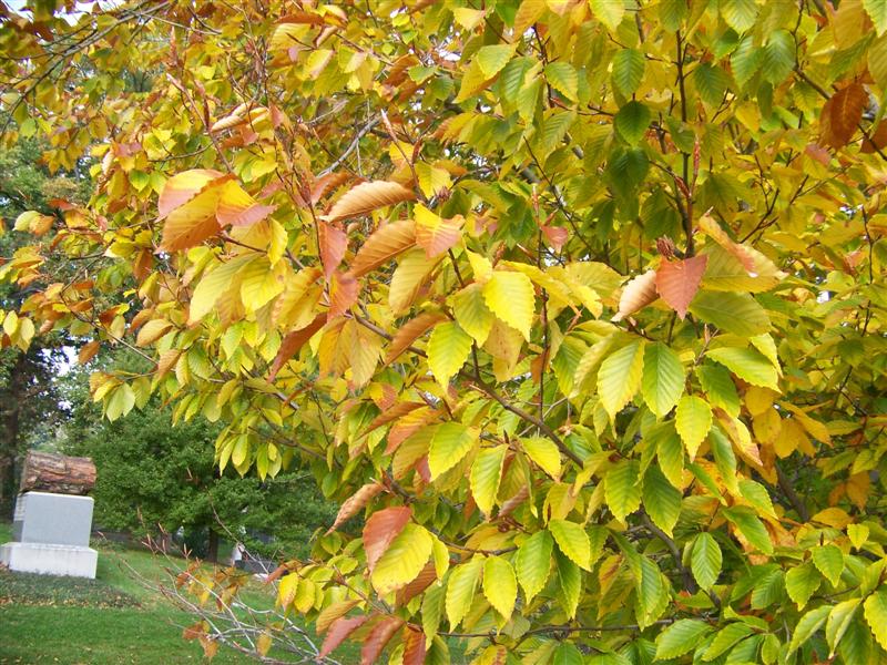 Picture of Fagus grandifolia  American Beech