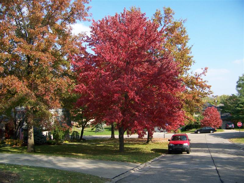 Picture of Acer rubrum 'Franksred' Red Sunset Red Sunset Red Maple