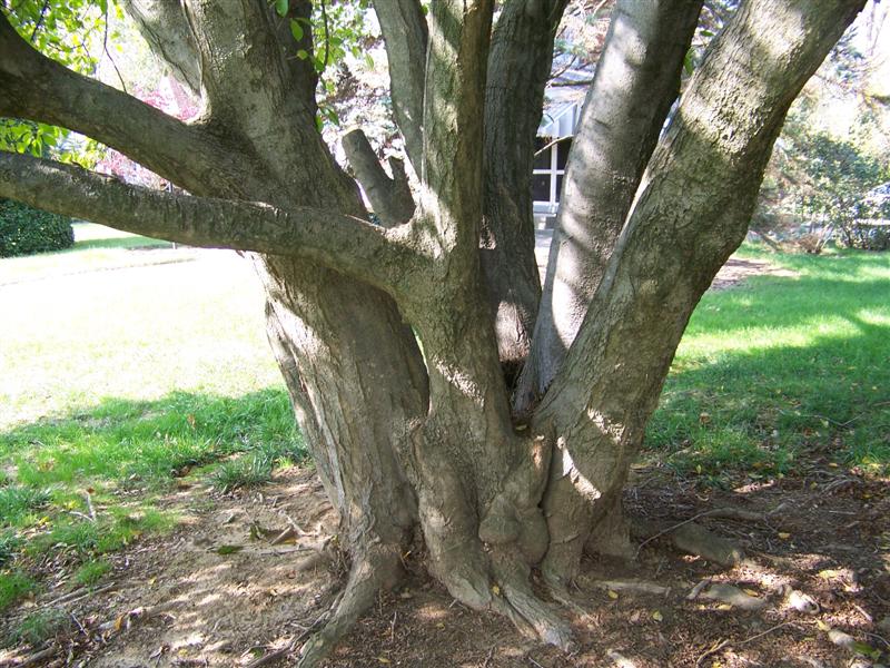 Picture of Magnolia x soulangeana  Saucer Magnolia