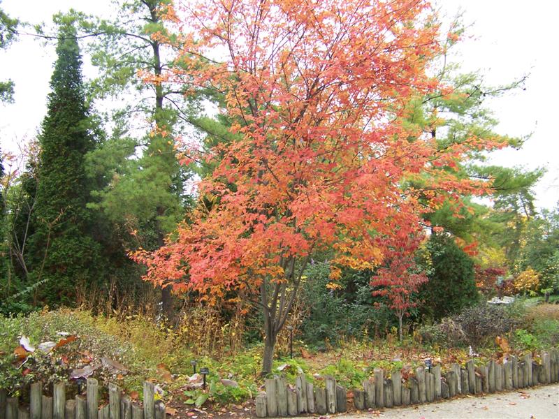 Picture of Amelanchier laevis 'Cumulus' Cumulus Serviceberry