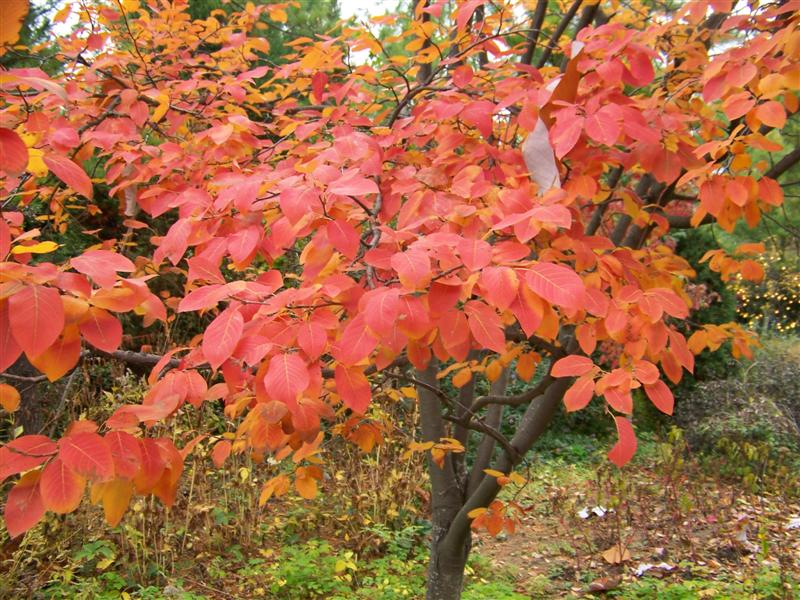 Picture of Amelanchier%20laevis%20'Cumulus'%20Cumulus%20Serviceberry