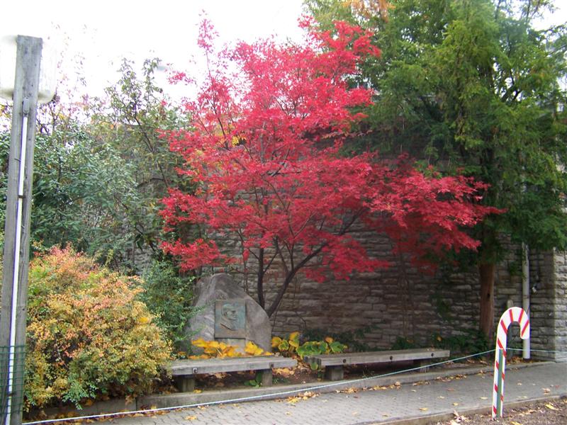 Picture of Acer palmatum 'Oshio beni' Oshio beni Japanese Maple