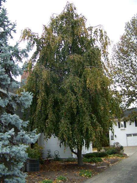 Picture of Fagus sylvatica 'Pendula' Weeping European Beech