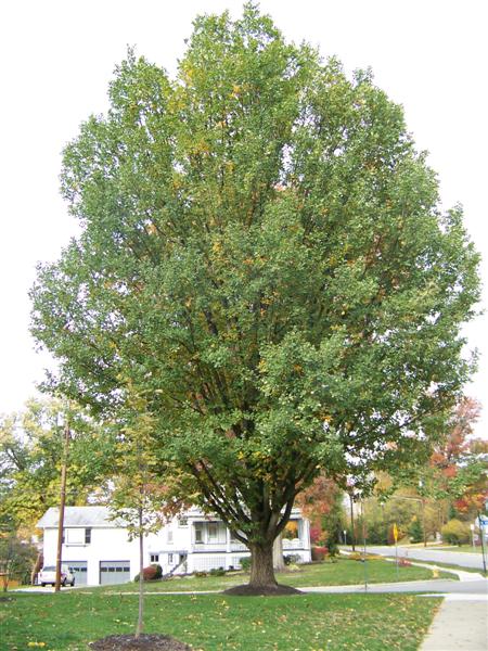 Picture of Quercus robur  English Oak