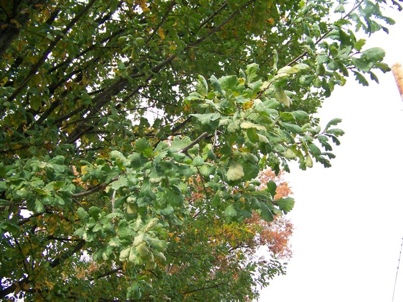 Picture of Quercus%20robur%20%20English%20Oak