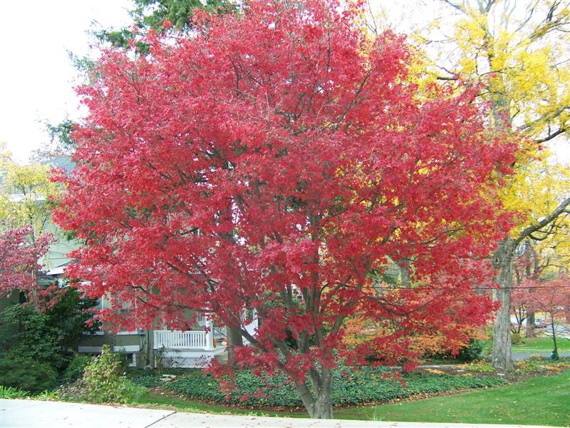 Picture of Acer palmatum 'Burgundy Lace' Burgundy Lace Japanese Maple