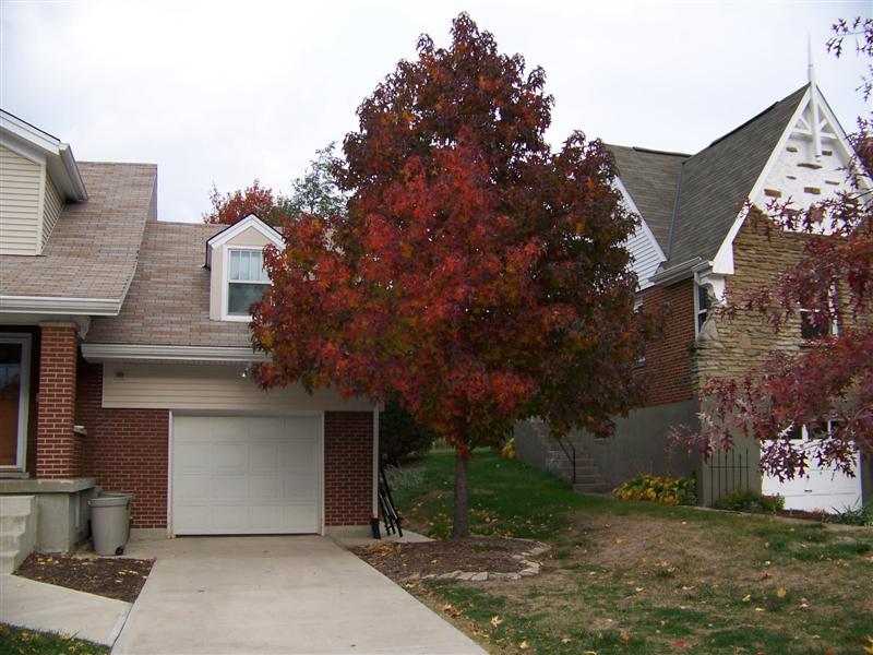 Picture of Liquidambar styraciflua   Sweetgum