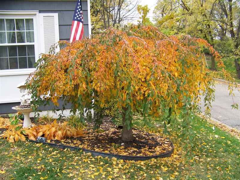 Picture of Prunus x 'Snofozam' Snow Fountains Snow Fountains Weeping Cherry