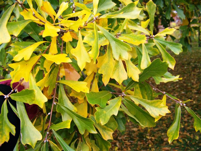 Picture of Quercus nigra  Water Oak