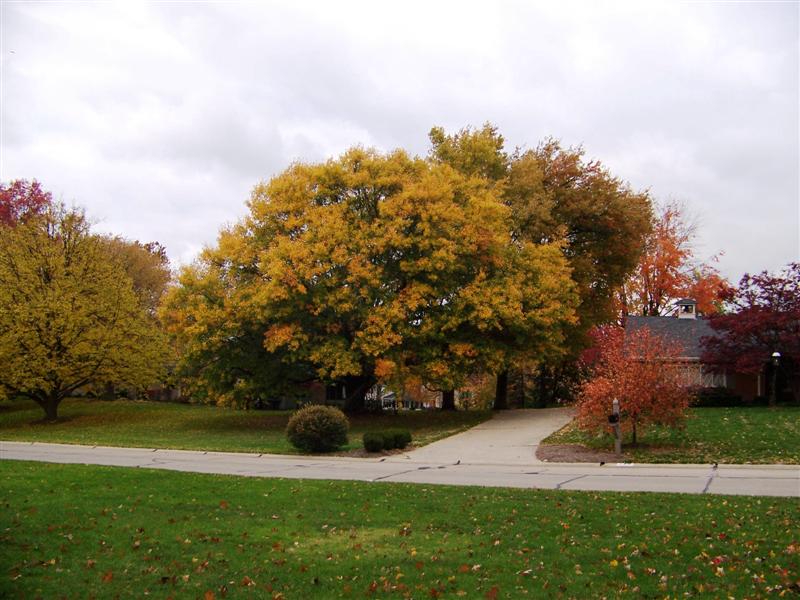 Picture of Quercus nigra  Water Oak