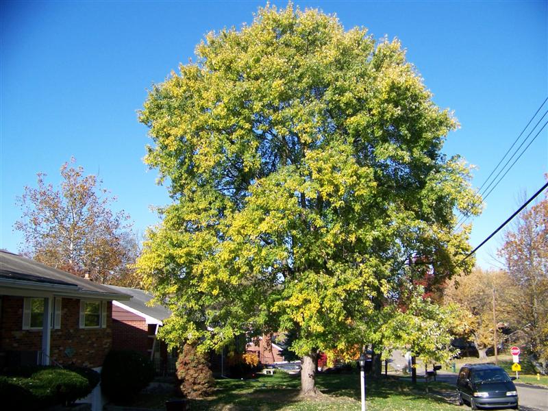 Picture of Acer saccharinum  Silver Maple