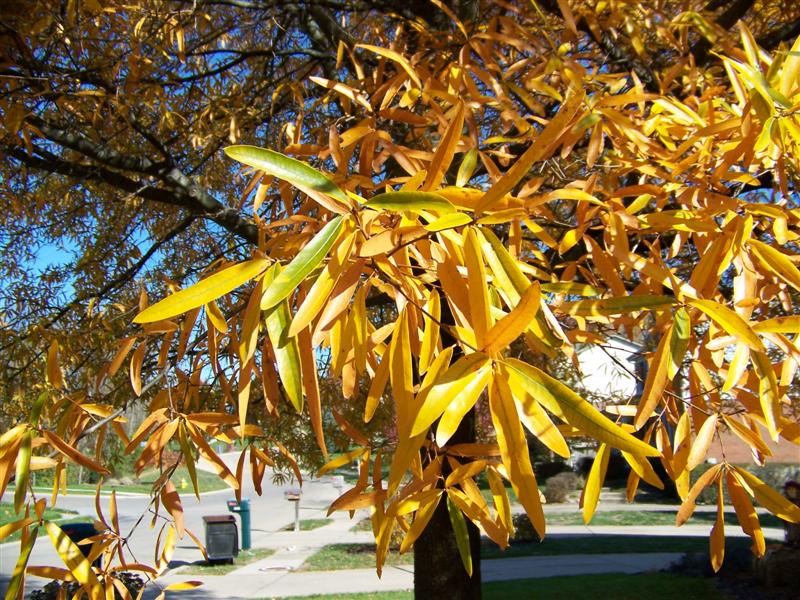 Picture of Quercus phellos  Willow Oak