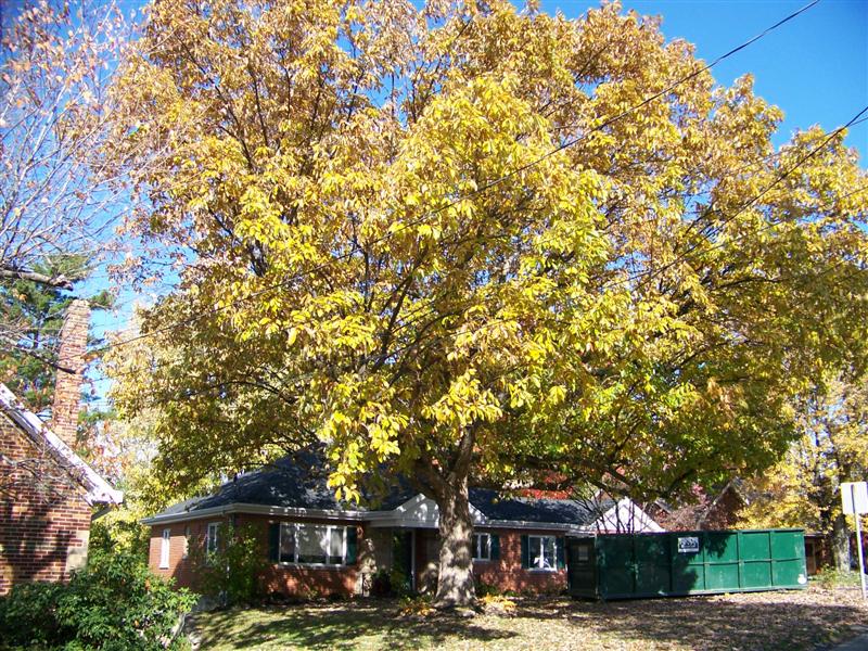 Picture of Quercus prinus  Chestnut Oak