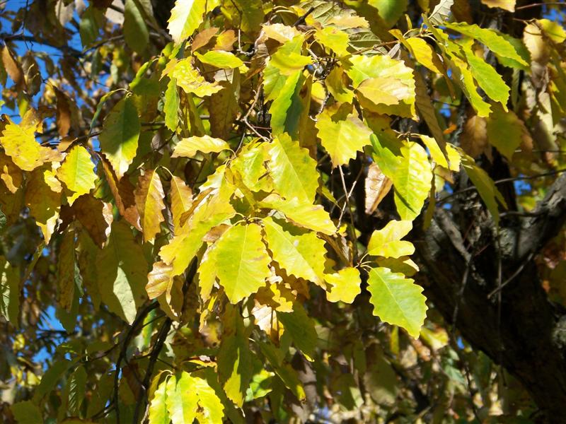 Picture of Quercus prinus  Chestnut Oak