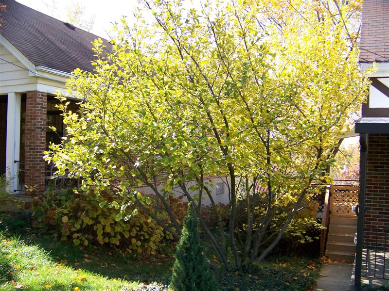 Picture of Hamamelis virginiana  Common Whichhazel