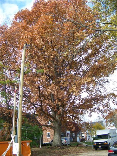 Picture of Quercus alba  White Oak