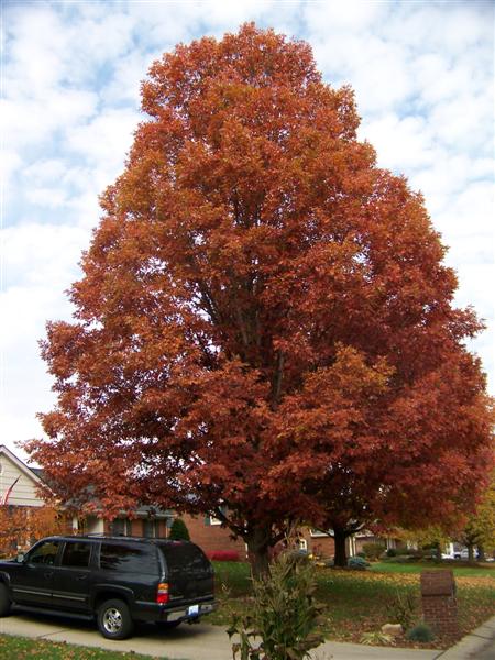 Picture of Quercus alba  White Oak