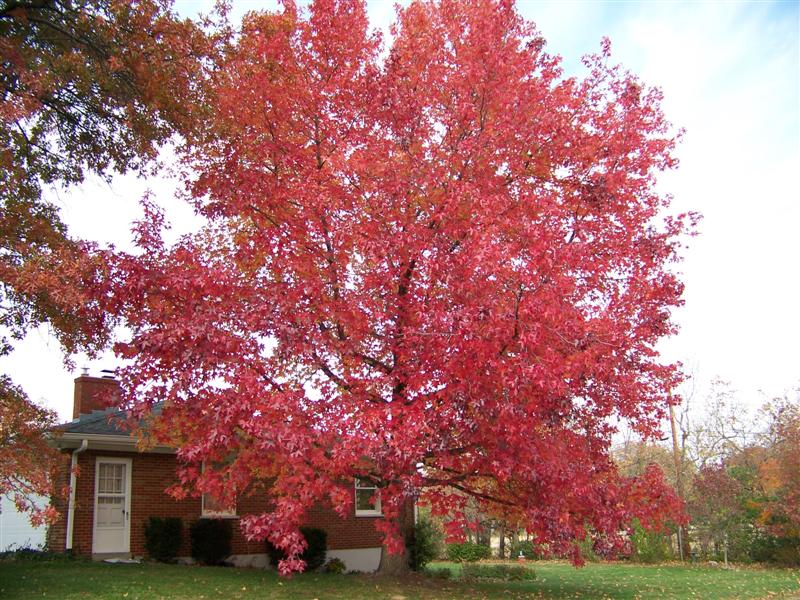 Picture of Liquidambar styraciflua   Sweetgum