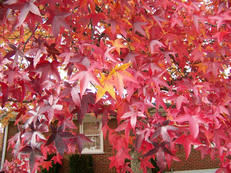 Picture of Liquidambar styraciflua   Sweetgum