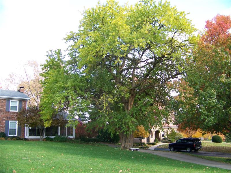 Picture of Maclura pomifera  Osage Orange