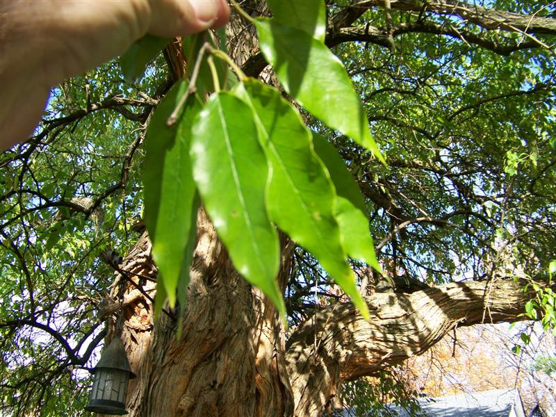 Picture of Maclura pomifera  Osage Orange