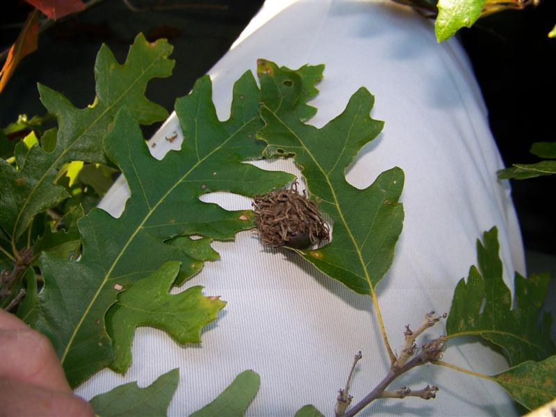 Picture of Quercus cerris  Turkey Oak