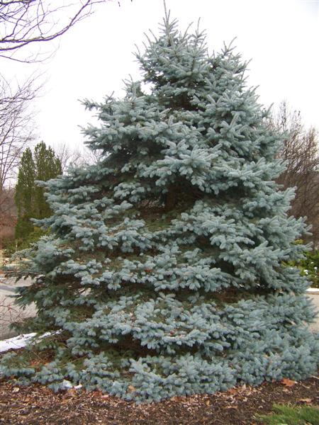 Picture of Picea pungens 'Fat Albert' Fat Albert Spruce