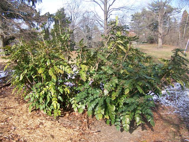 Picture of Mahonia bealei  Leatherleaf Mahonia